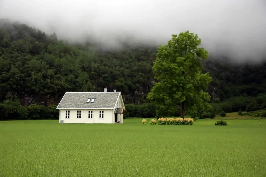 árbol de hoja caduca entregando sombra a una vivienda sustentable en verano